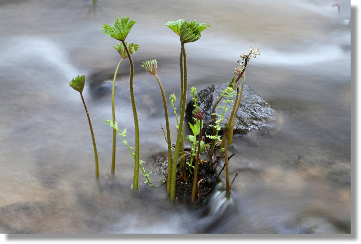 Young Indian Rhubarb (Darmera peltata) plants in Lewis Creek