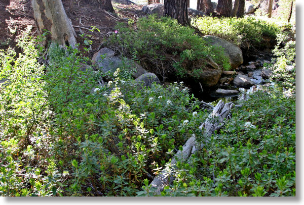 Labrador Tea bushes along a stream in Yosemite