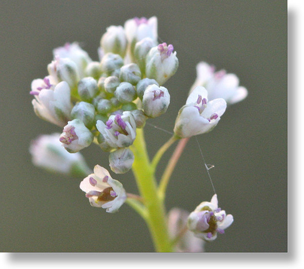 Lacepod (Hairy Fringepod) Flowers