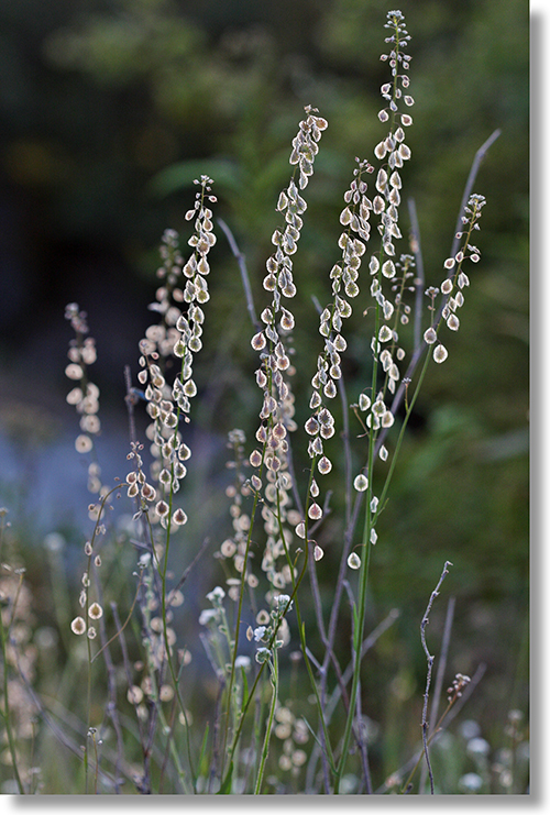 Cluster of Lacepod Plants