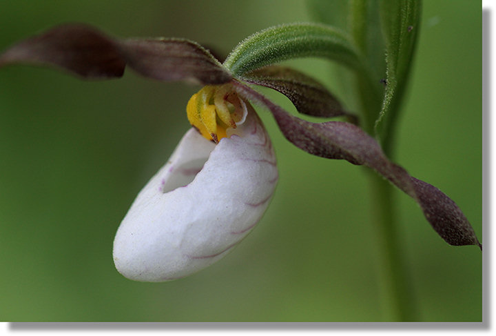 Mountain Lady's Slipper (Cypripedium montanum) flower profile