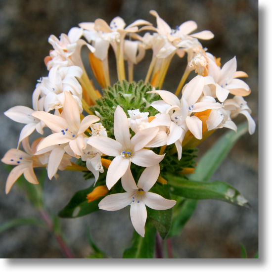 Large-Flowered Collomia (Collomia grandiflora) in bloom near Yosemite National Park