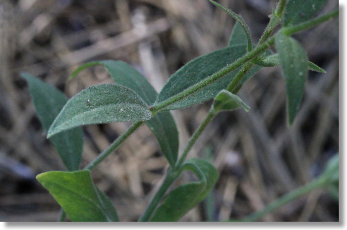 Lemmon's Catchfly (Silene lemmonii)