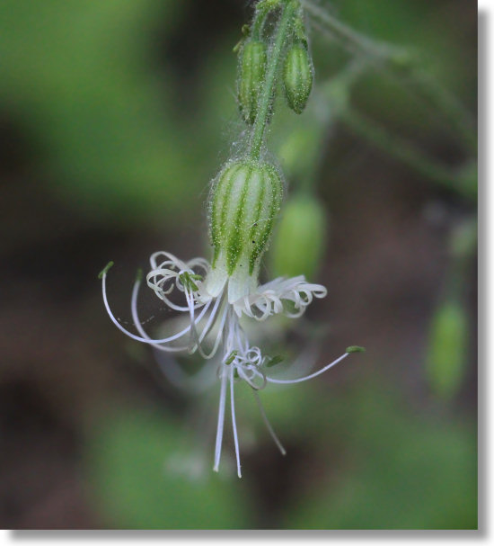 Lemmon's Catchfly (Silene lemmonii)