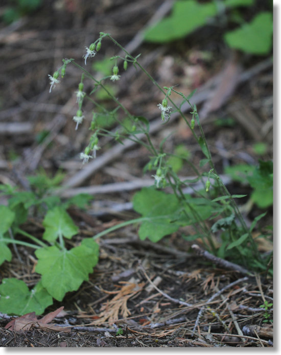 Lemmon's Catchfly (Silene lemmonii)