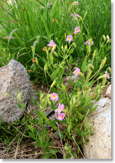 Lewis's Monkeyflower in Yosemite National Park. Also some rocks and grass.