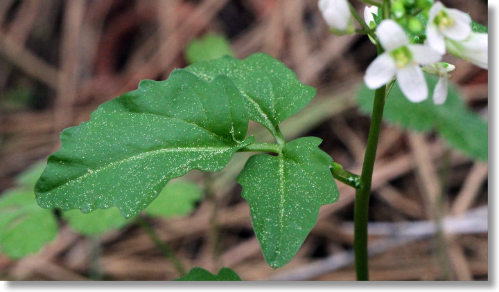 California Milk Maids (Cardamine californica) Leaves