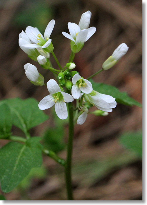 California Milk Maids (Cardamine californica) plant in bloom