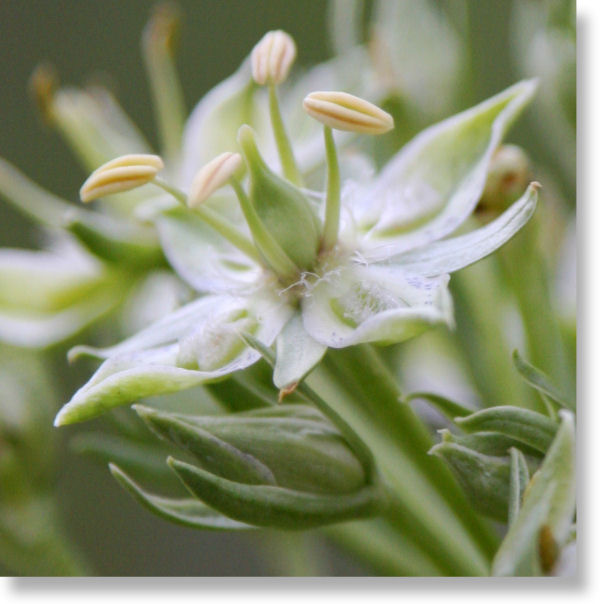 Profile photo of a Monument Plant bloom