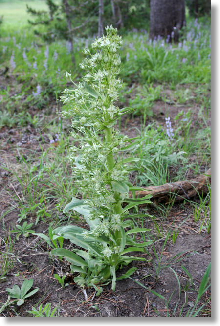 The Monument Plant from tip to toe