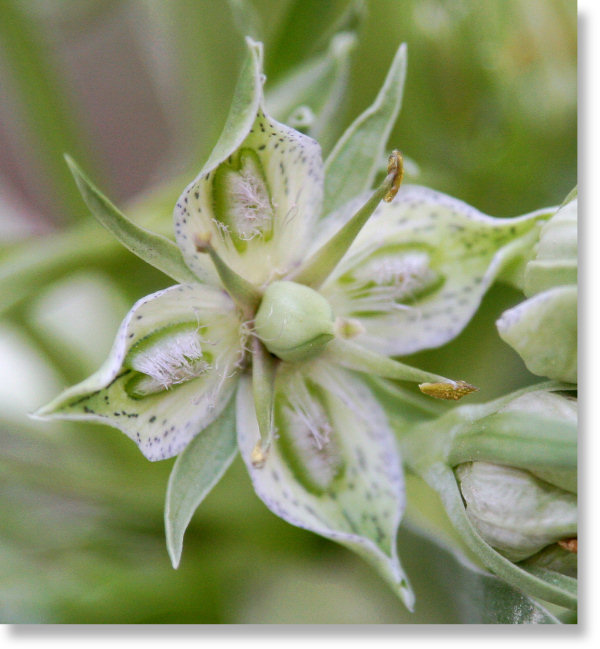 closeup photo of a Monument Plant (Frasera speciosa) flower