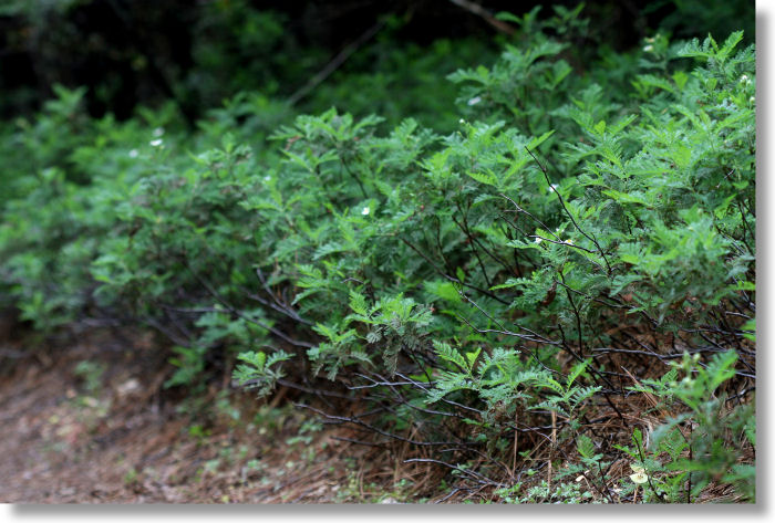 Mountain Misery / Bear Clover (Chamaebatia foliolosa) shrubbery along the Lewis Creek trail