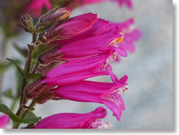 Mountain Pride (Penstemon newberryi var. newberryi) flowers along Yosemite's Tioga Road