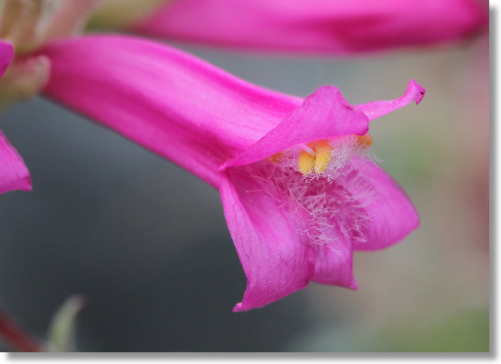 Mountain Pride (Penstemon newberryi var. newberryi)