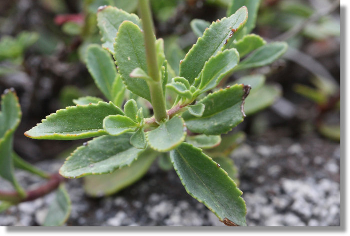 Mountain Pride (Penstemon newberryi var. newberryi) leaves