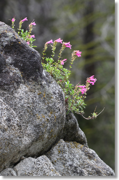 Mountain Pride (Penstemon newberryi var. newberryi)