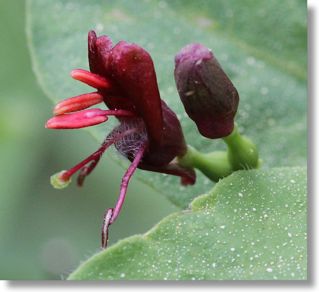 Mountain Twinberry (Lonicera conjugialis) flower and bud