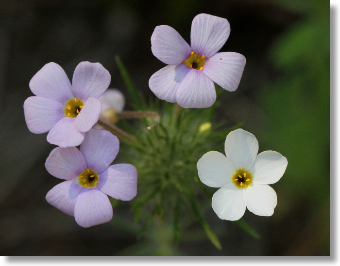 Mustang Clover (Leptosiphon montanus) flowers