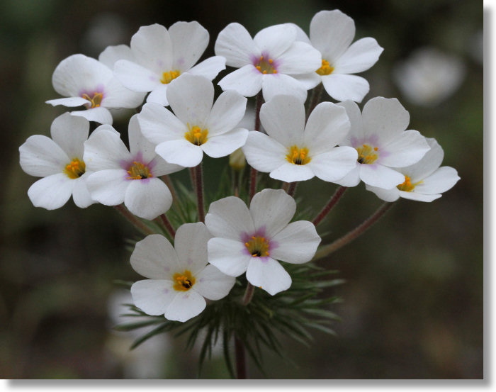 Mustang Clover (Leptosiphon montanus) flowers