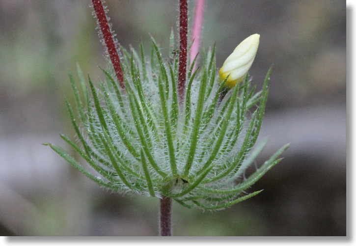 Mustang Clover (Leptosiphon montanus) leaves