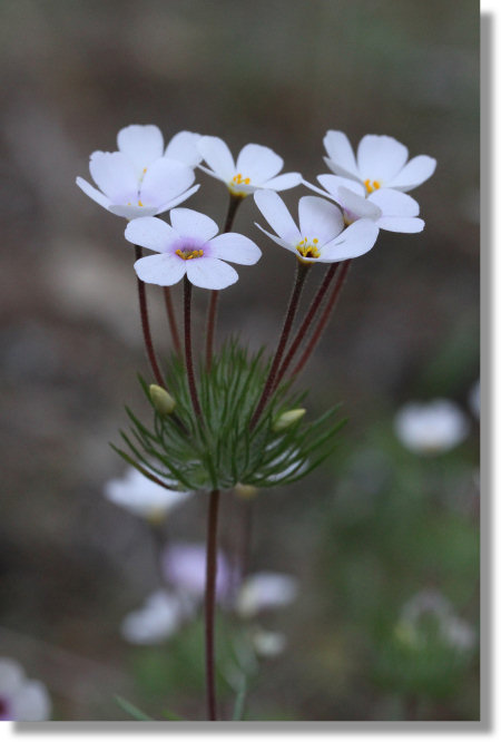 Mustang Clover (Leptosiphon montanus)