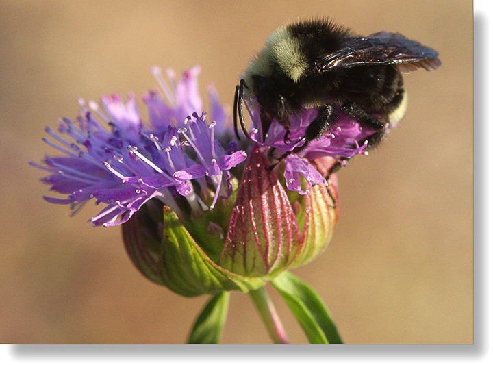 Mustang Mint (Monardella breweri ssp. lanceolata) flower caught in flagrante delicto with a bumblebee