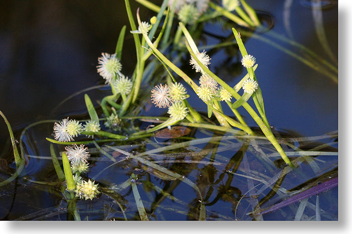 Narrow-Leaved Bur-Reed (Sparganium angustifolium) plant flowering in McGurk Meadow, Yosemite Park