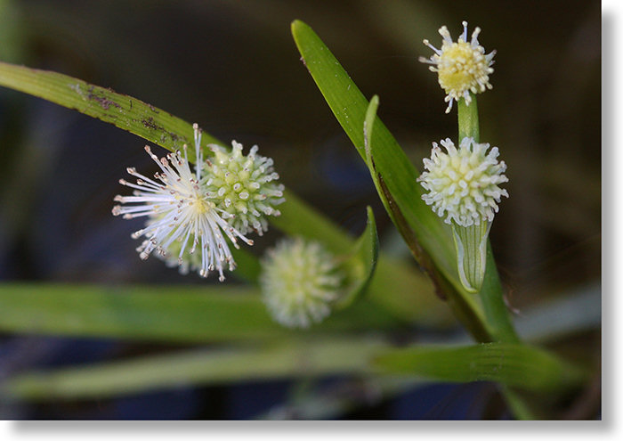 Narrow-Leaved Bur-Reed (Sparganium angustifolium) flower and buds