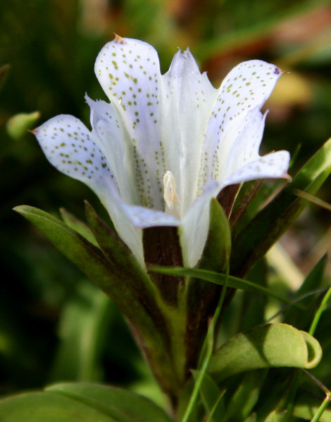 Alpine Gentian in Bloom