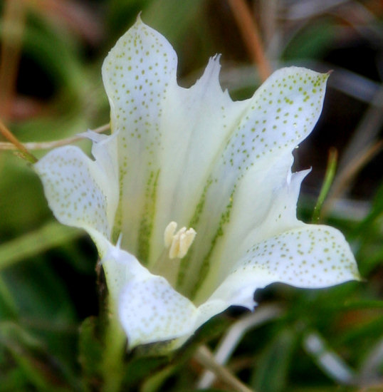Alpine Gentian Bloom