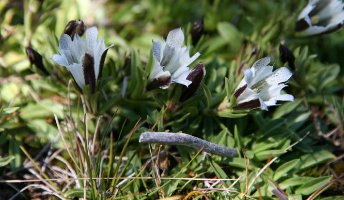 Alpine Gentian Flowers along the Glen Aulin Trail