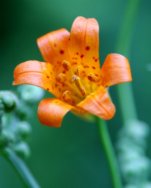 Alpine Lily in Yosemite Valley