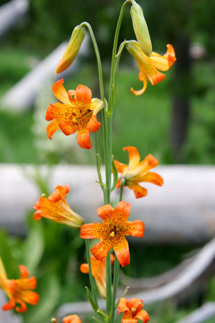 Alpine Lily (Lilium Parvum) flowers along the Ostrander Lake trail