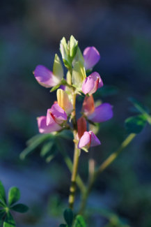 Harlequin Lupine