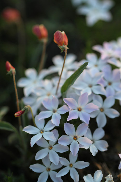 Yosemite Wildflowers: Spreading Phlox (Phlox diffusa)
