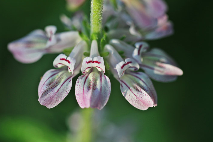 Tincture Plant (Collinsia tinctoria) whorl of flowers