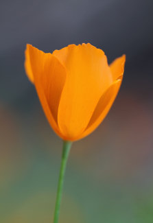 Tufted Poppy