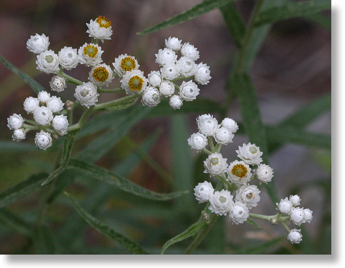 Pearly Everlasting blooms