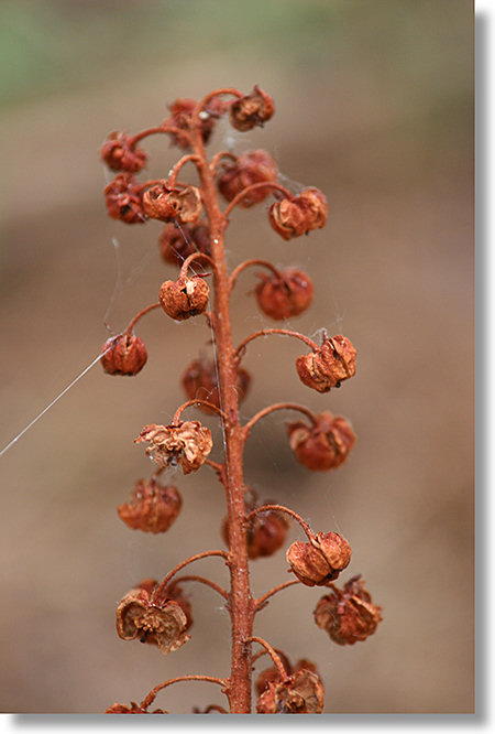 Pinedrops flowers, one year on