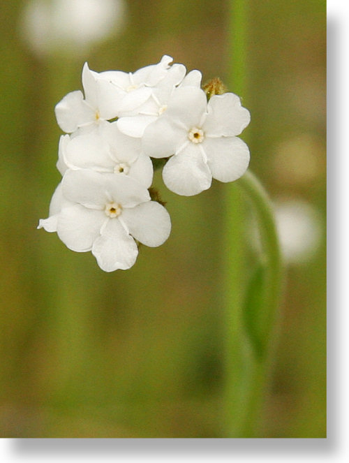 floricele de porumb Cluster