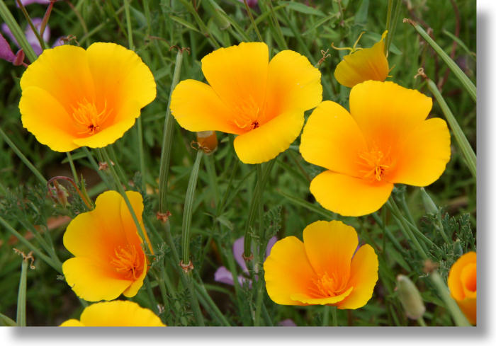 California Poppies overhead view