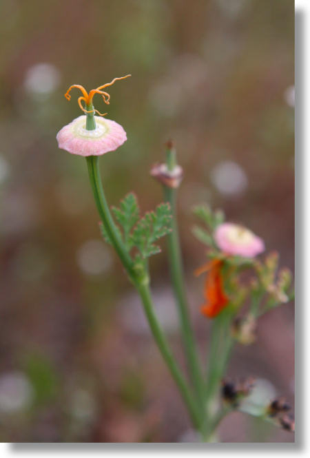 California Poppy after the petals have dropped off