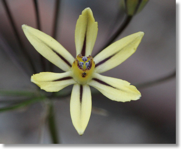 Pretty Face/Golden Brodiaea (Triteleia ixioides ssp. anilina) flower