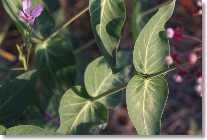 Purple Milkweed (Asclepias cordifolia) leaves
