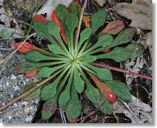 Pussypaws (Cistanthe monosperma) leaves