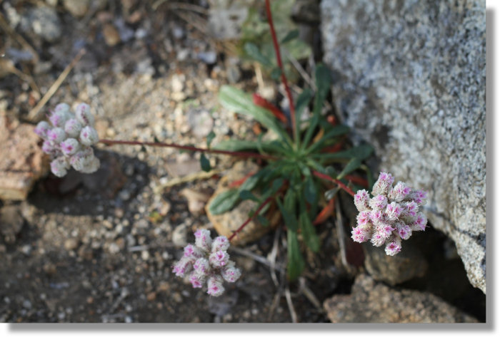 Pussypaws(Cistanthe monosperma) plant in bloom