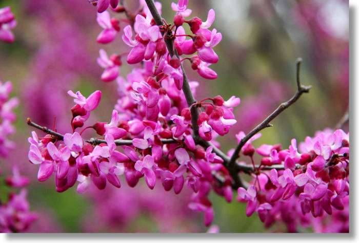 Redbud blooms