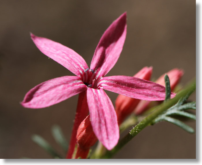 Scarlet Gilia (Ipomopsis aggregata) flower