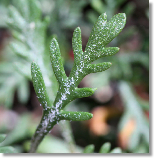 Scarlet Gilia (Ipomopsis aggregata) leaf