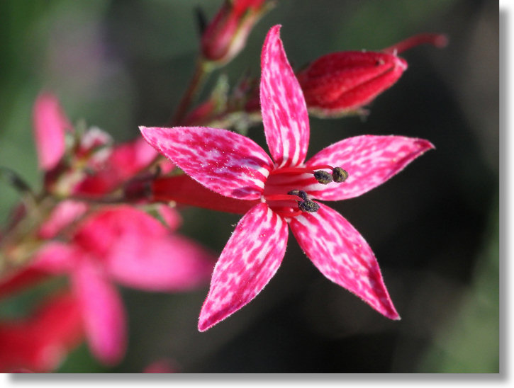 Scarlet Gilia (Ipomopsis aggregata) flower